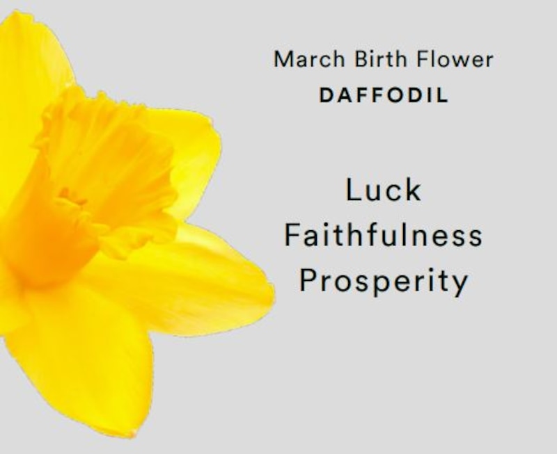 Sterling Silver CZ Daffodils March Birth Flower Earrings